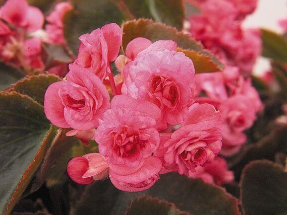 Begonia Doublet 'Rose'