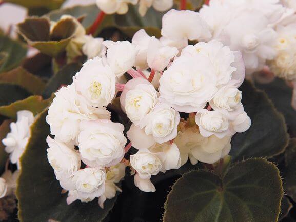 Begonia Doublet 'White'
