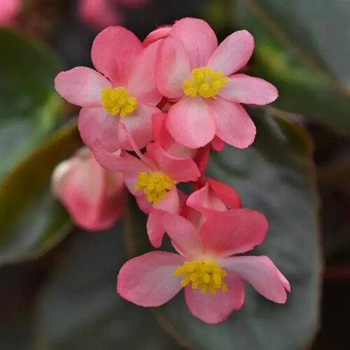 Begonia Dragon Wing Pink Bronze Leaf