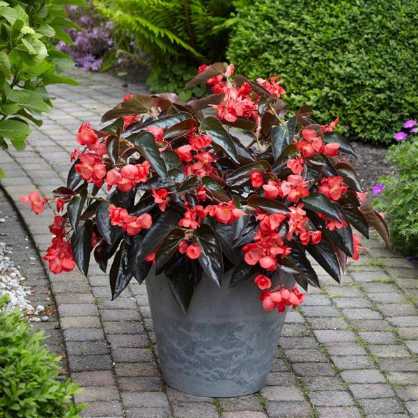 Begonia Dragon Wing 'Red Bronze Leaf'