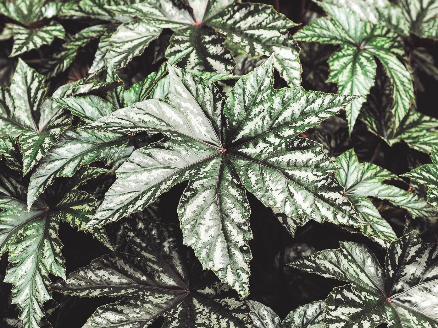Begonia 'Gryphon'