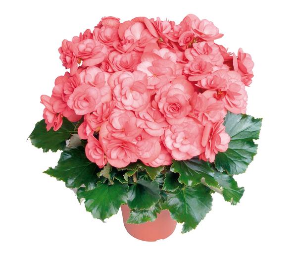 Dragone Dusty Rose
