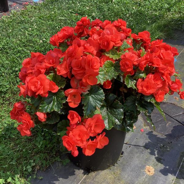 Begonia Move2 Joy 'Orange'	