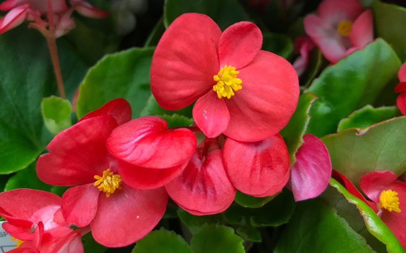 Begonia Olympia Super Red