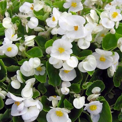 Begonia Olympia Super White