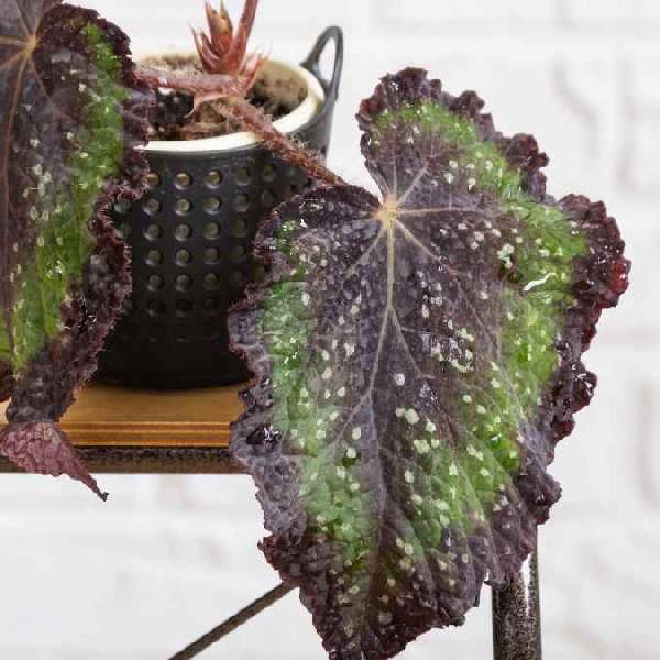 Begonia African Jungle