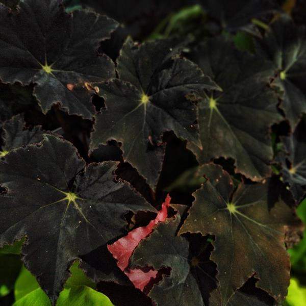 Begonia Black Velvet
