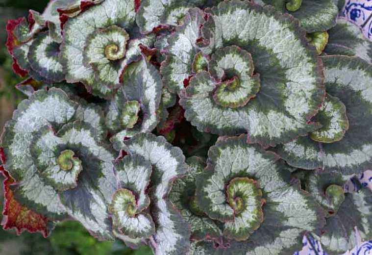 Begonia Rex 'Escargot'