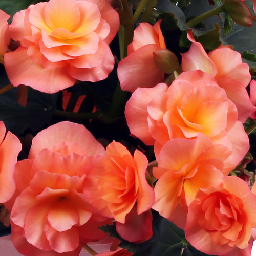 Begonia Solenia Apricot