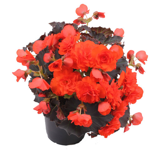 Begonia Chocolate Orange