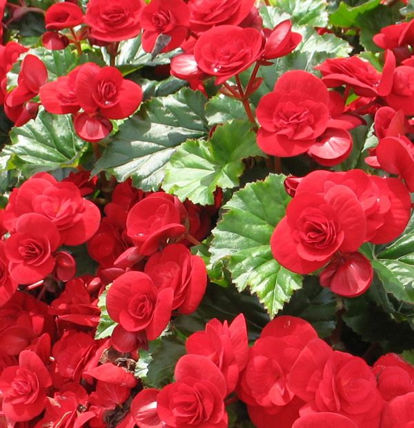 Begonia Solenia 'Red'