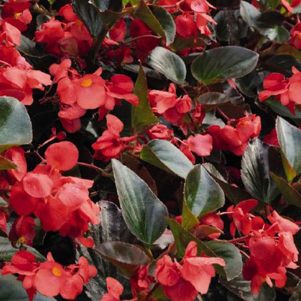 Begonia Whopper Bronze Leaf Red