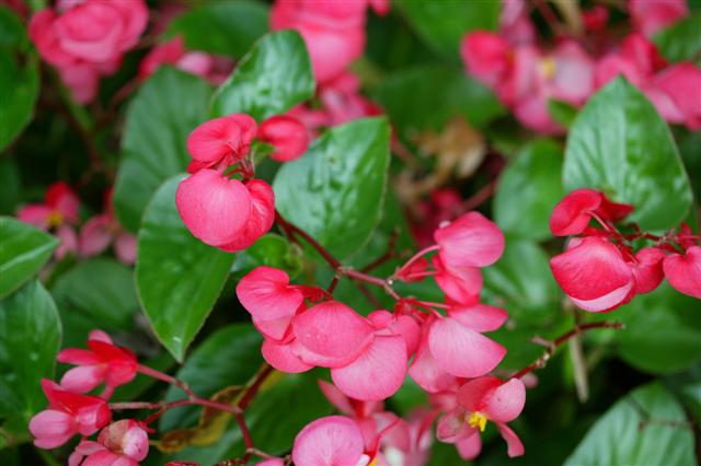 Begonia Whopper Green Leaf Rose