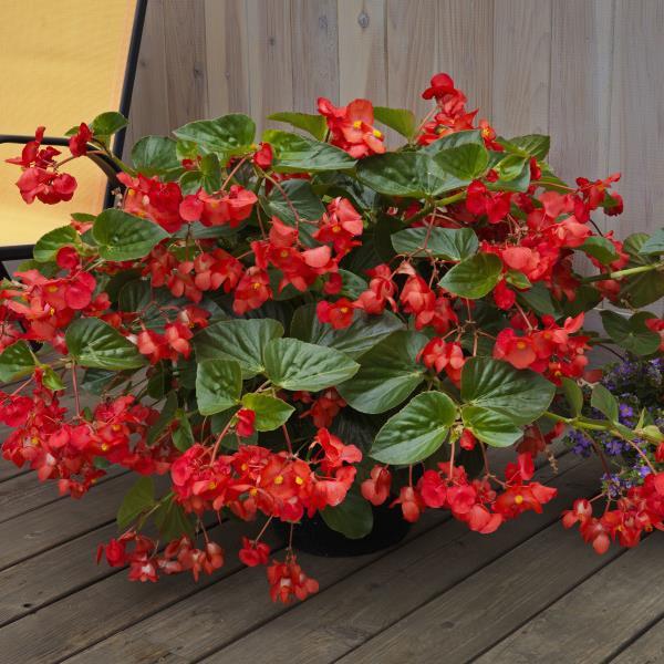 Begonia Whopper Green Leaf Red