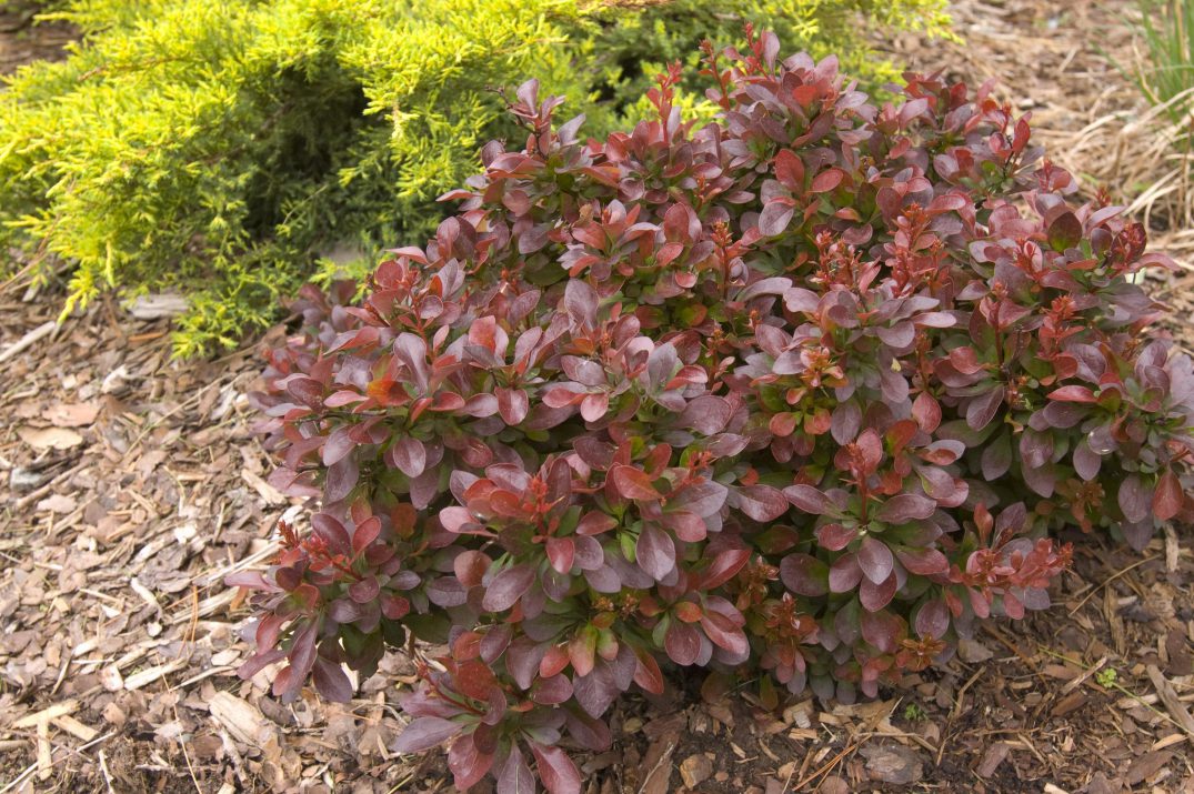 Berberis t. 'Cabernet'