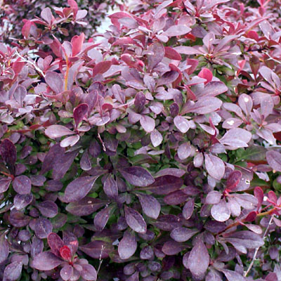 Berberis t. 'Crimson Pygmy'