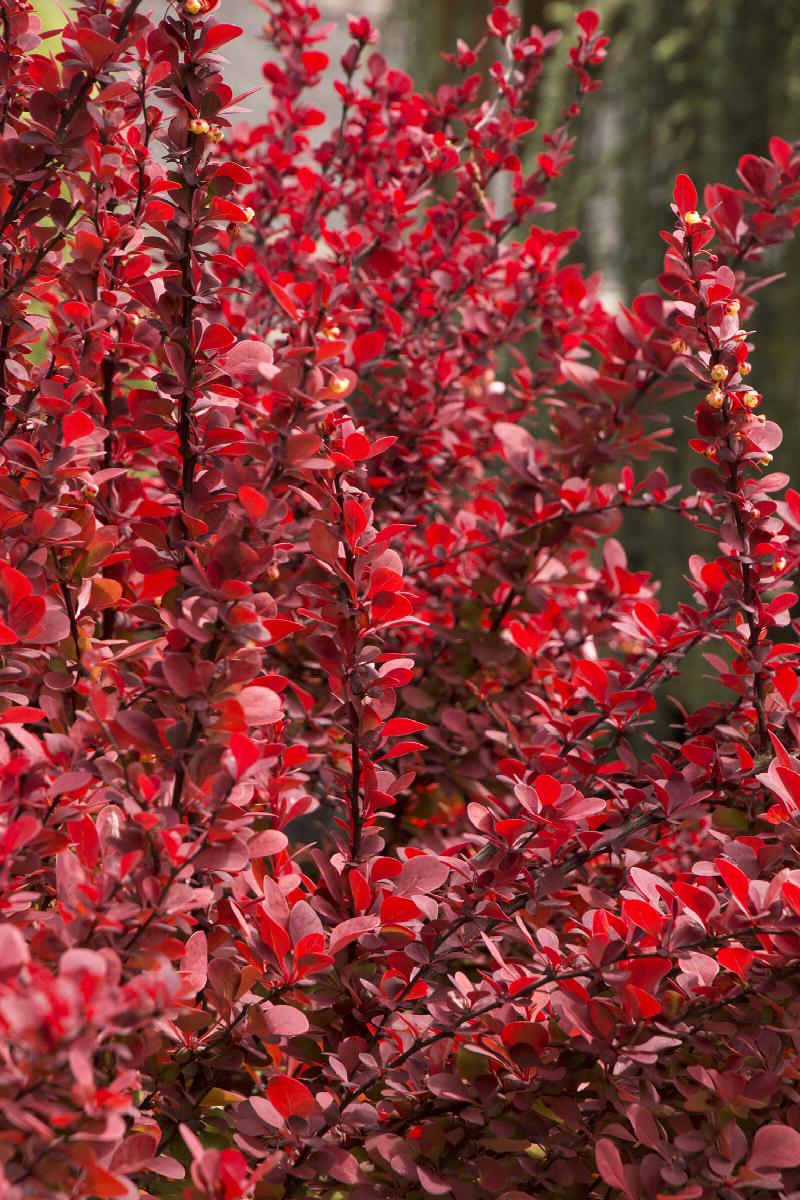 Berberis 'Orange Rocket'