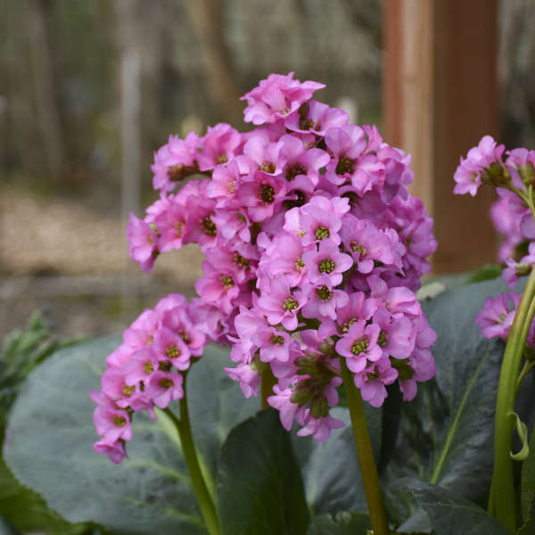 Bergenia 'Miss Piggy'