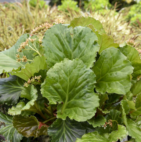 Bergenia Ripple Effect