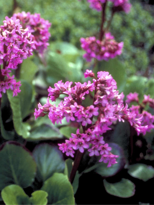 Bergenia cord. 'Winter Glow'