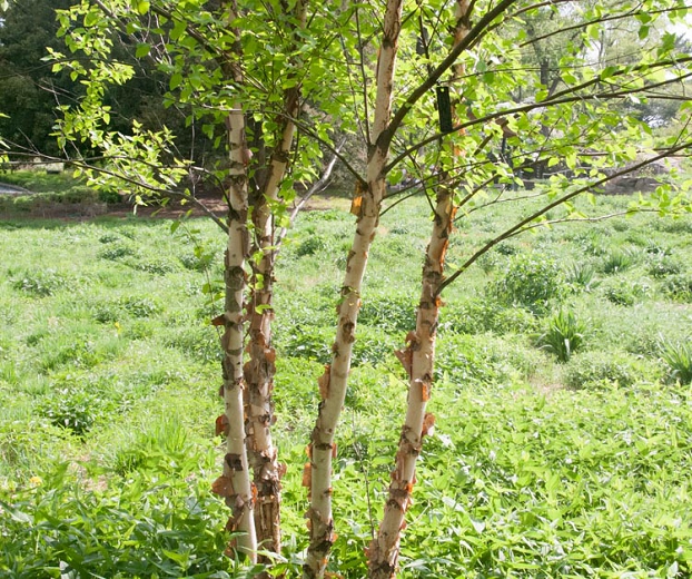 Betula nigra 'Heritage'