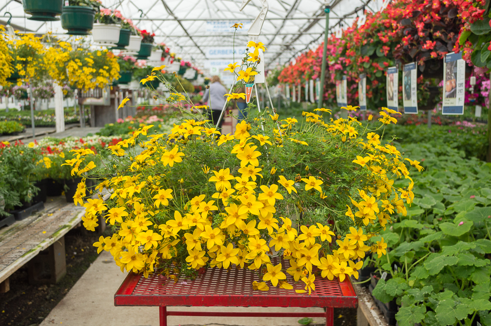 Bidens Bidy 'Gonzales Trailing'	