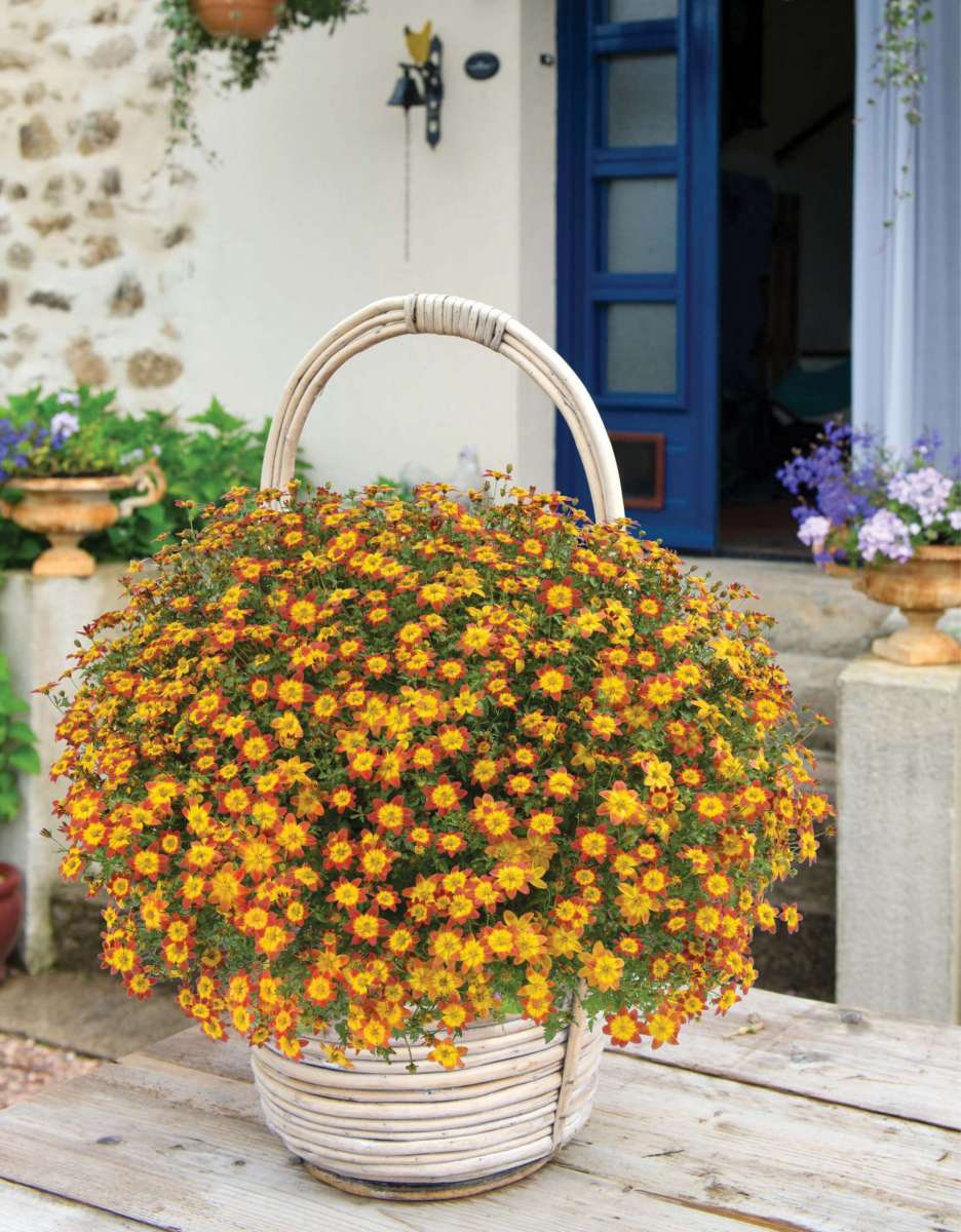 Bidens Timeless 'Blazing Embers'