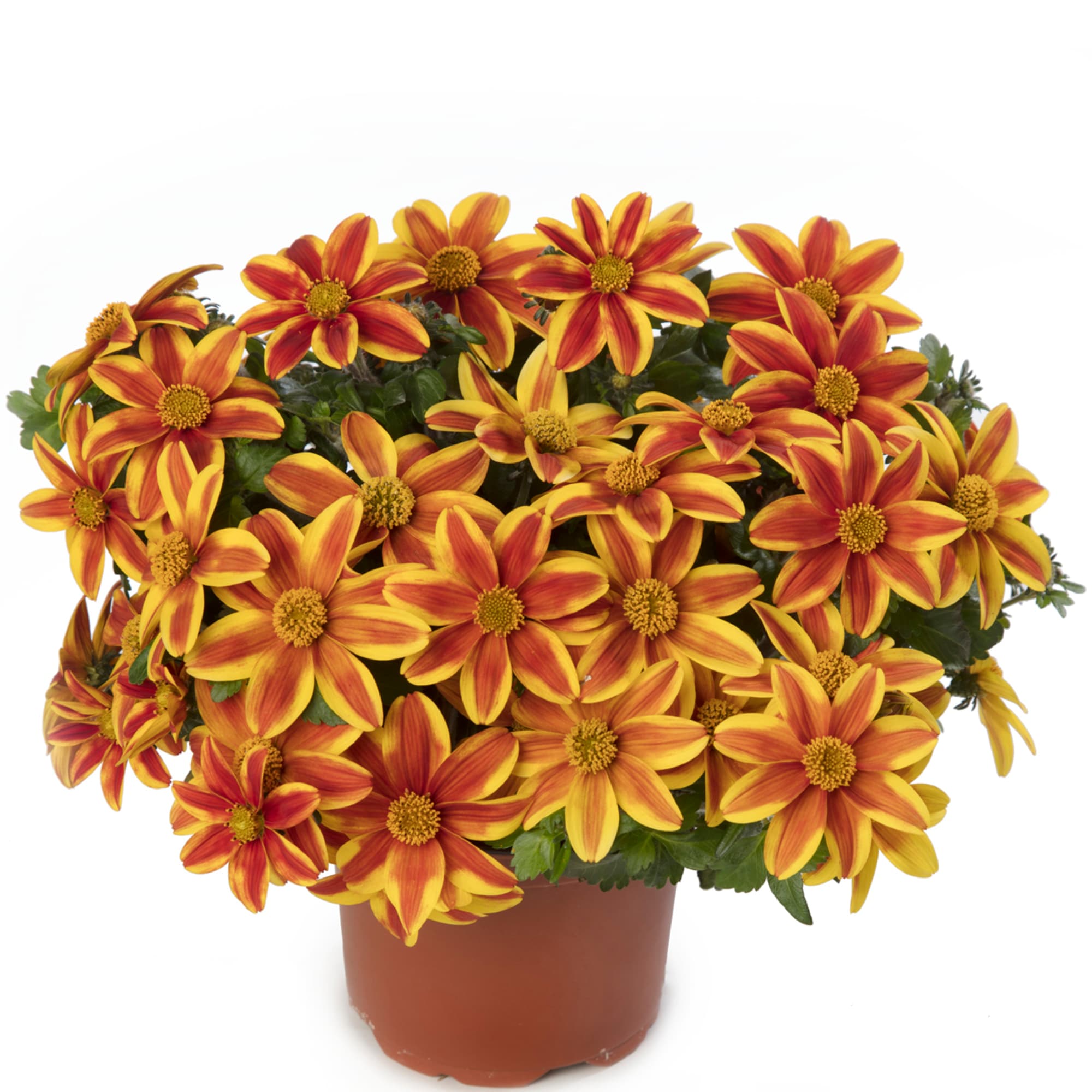 Bidens Brazen 'Samurai'