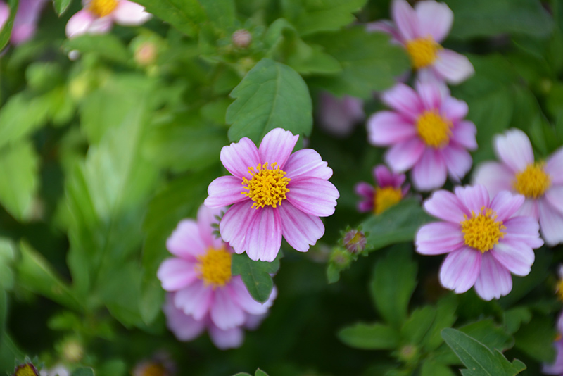 Bidens 'Pretty in Pink'