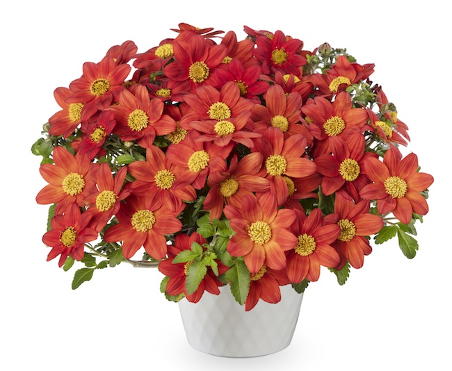 Bidens Brazen 'Red Flare'