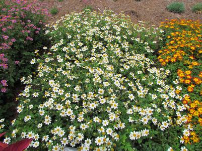 Bidens 'White Delight'