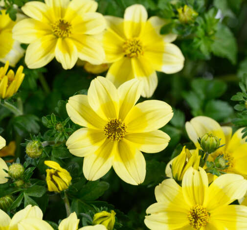 Bidens Yellow Splash