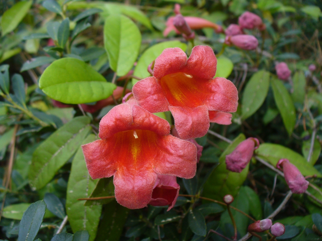 Bignonia capreolata