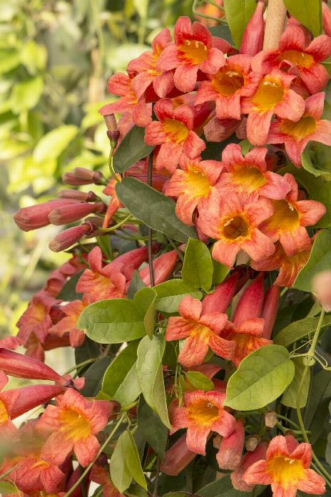 Bignonia c. 'Tangerine Beauty'