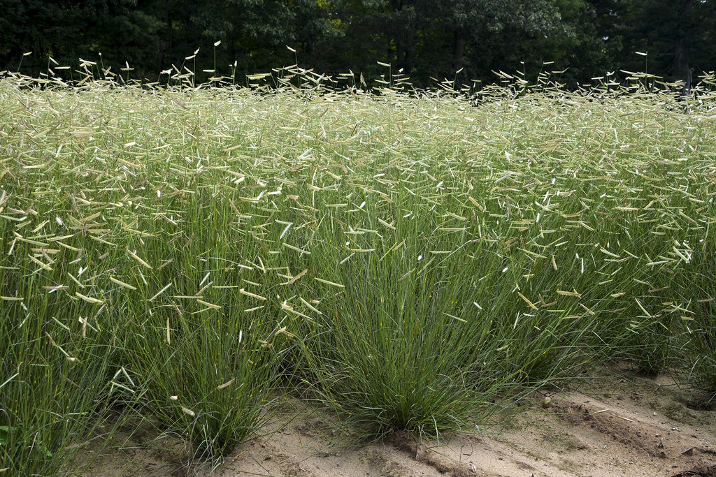 Grass - Bouteloua g. 'Blonde Ambition'