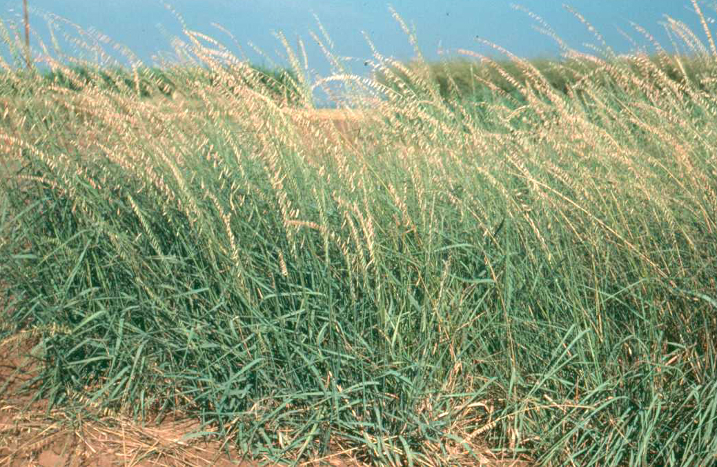 Grass - Bouteloua curtipendula