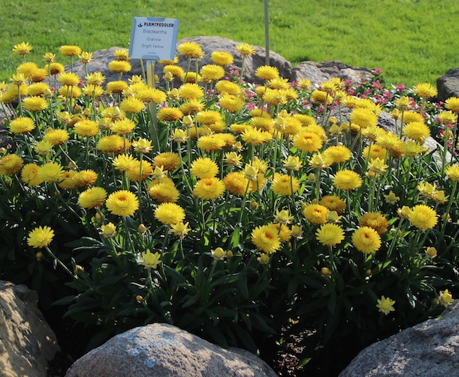 Bracteantha 'Granvia Gold'