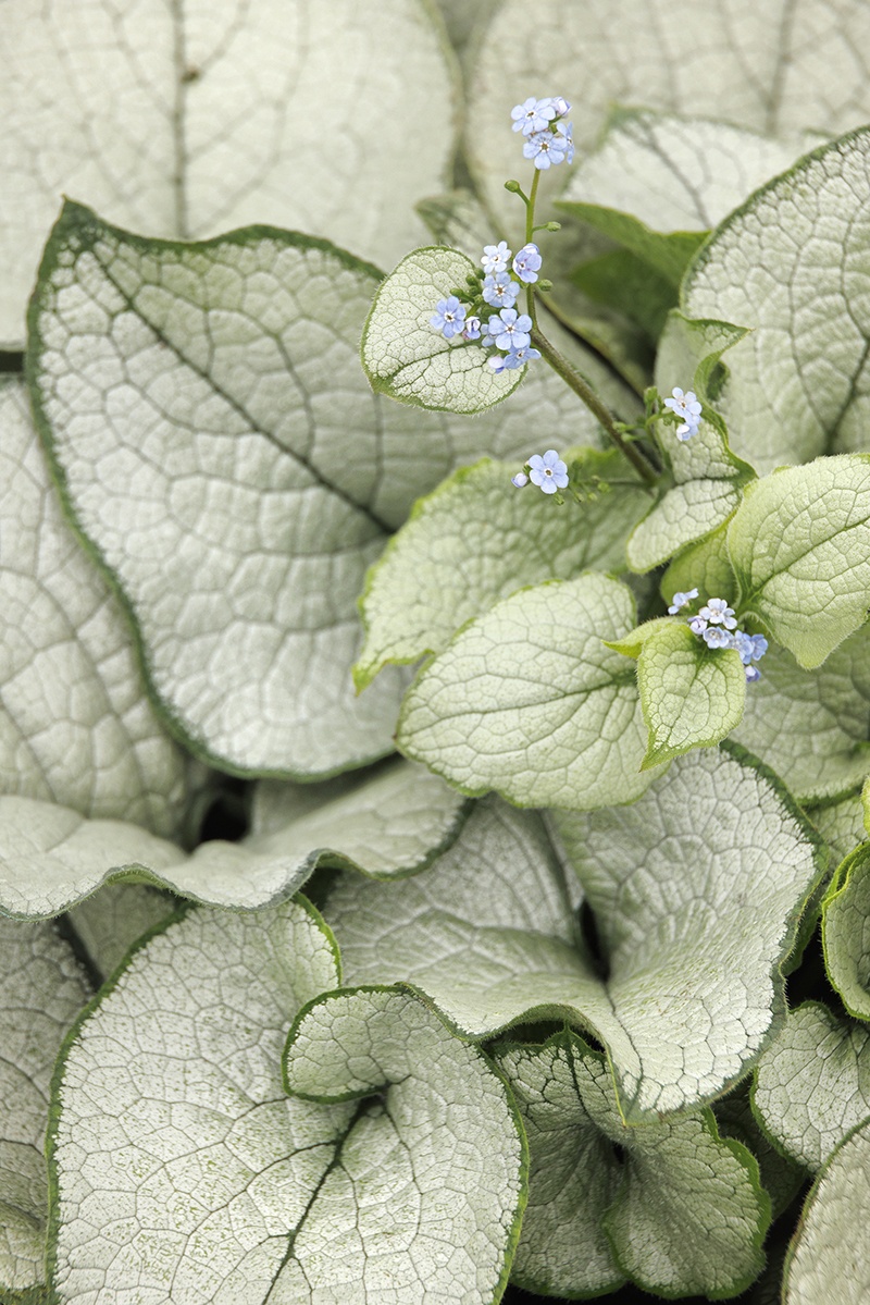 Brunnera Alexandria