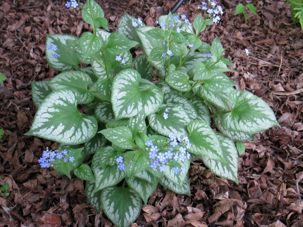 Brunnera 'Emerald Mist'