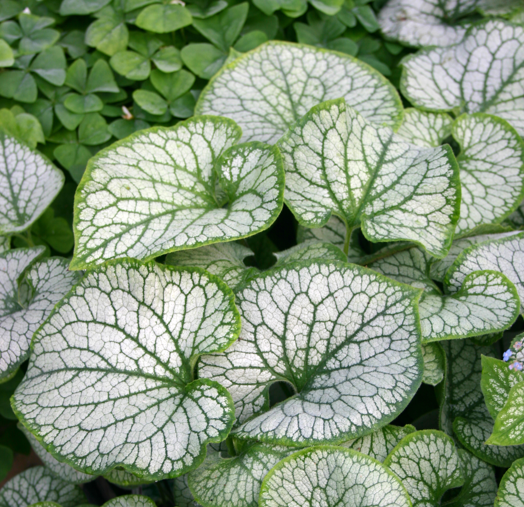 Brunnera mac. 'Jack Frost'