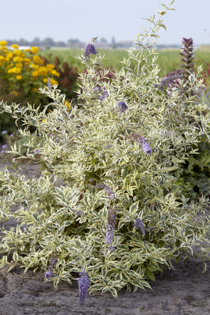 Buddleia 'Butterfly Gold'