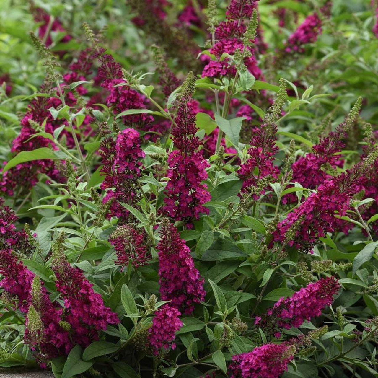 Buddleia Chrysalis 'Cranberry'