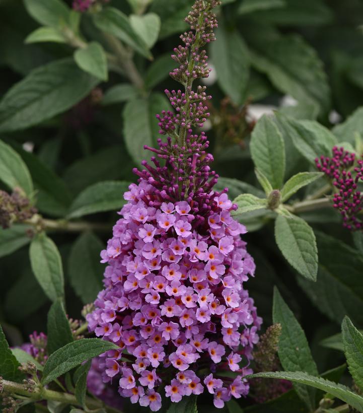 Buddleia Chrysalis 'Pink'