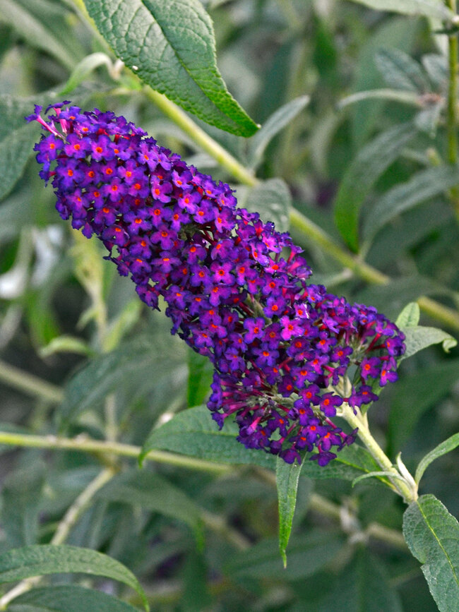 Buddleia 'Dark Dynasty'