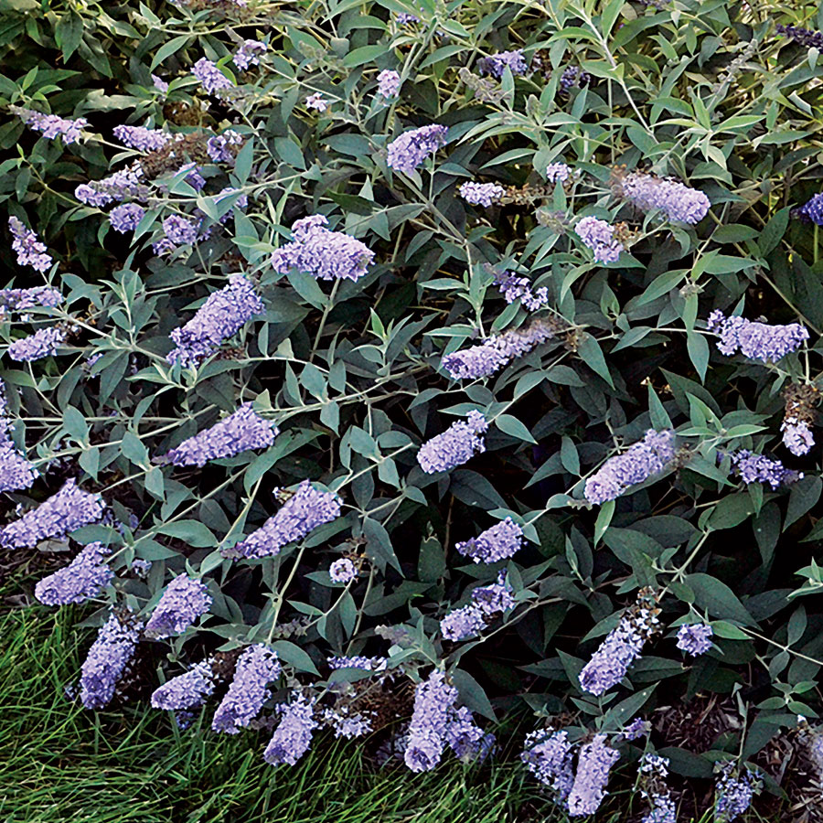 Buddleia Monarch 'Glass Slippers'