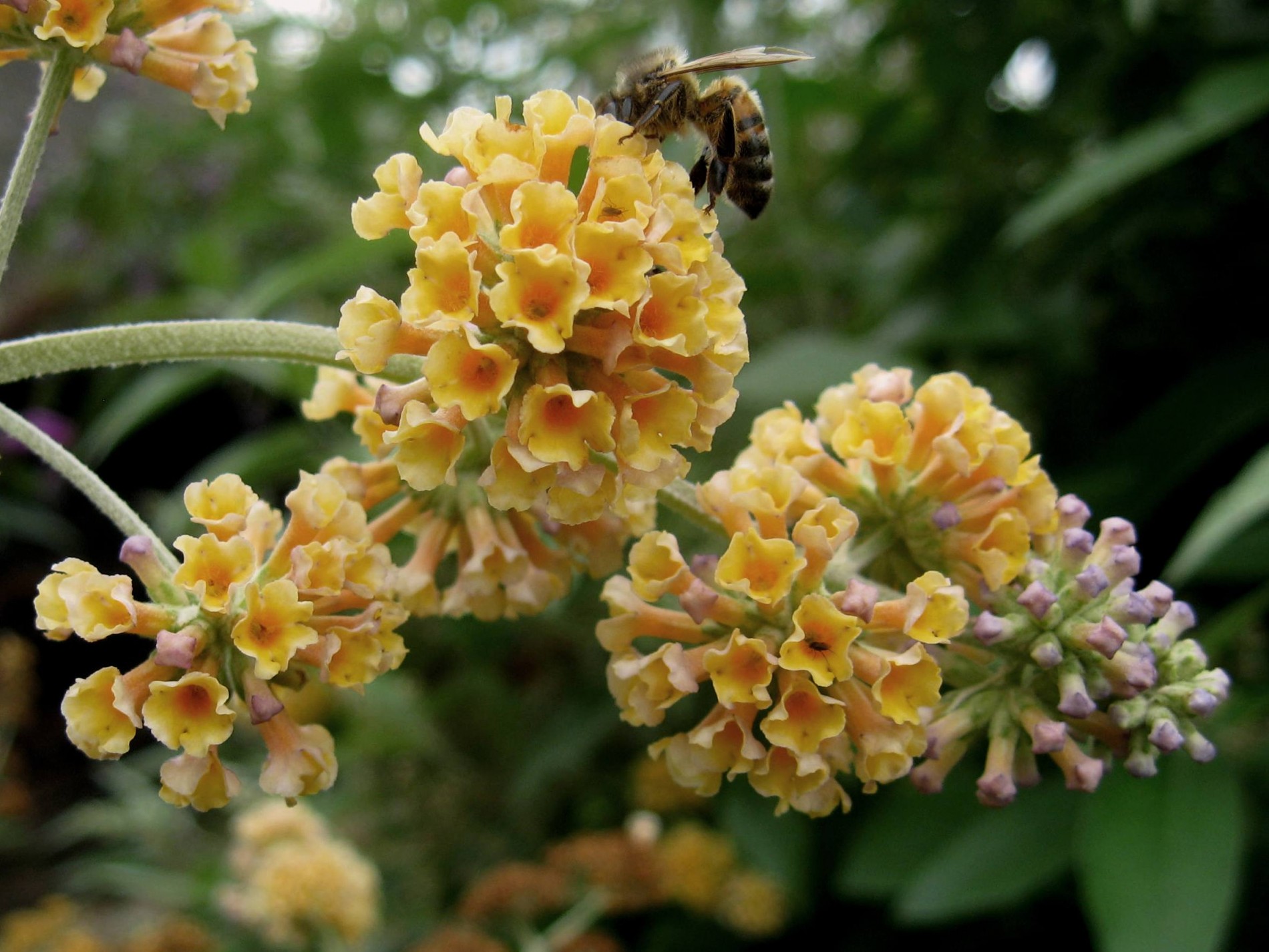 Buddleia 'Golden Glow'