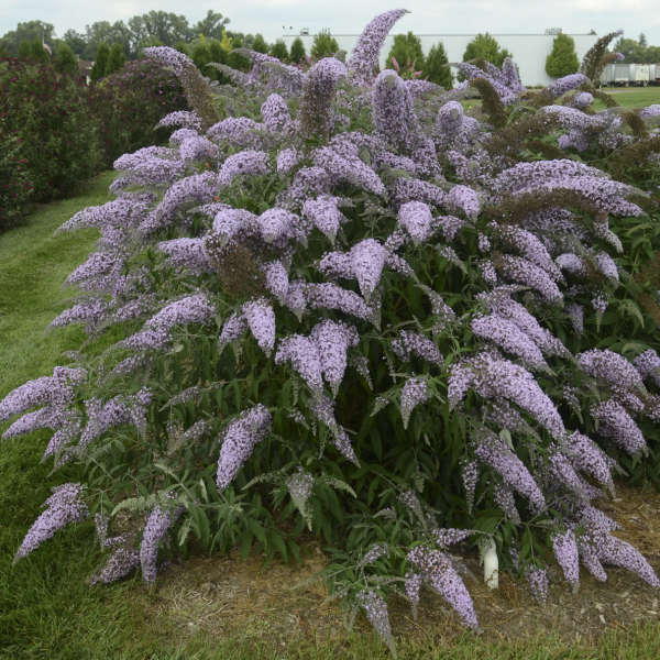 Buddleia Cascade 'Grand'