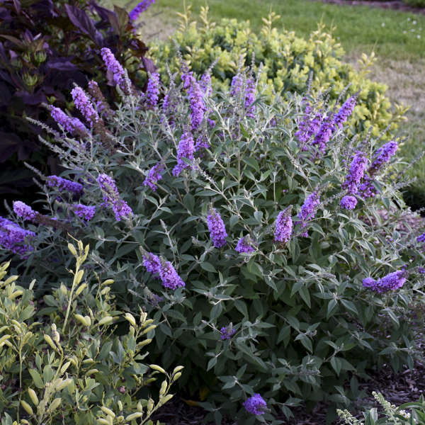Download Plants & Products | Perennials