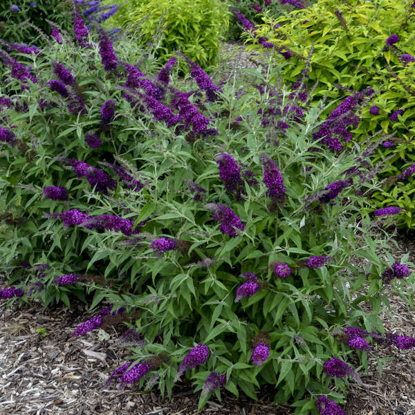 Buddleia Humdinger 'Magenta Munchkin'