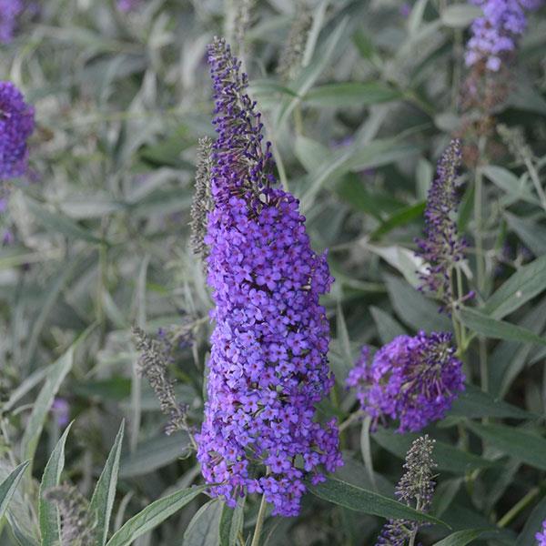 Buddleia Monarch 'Blue Knight'